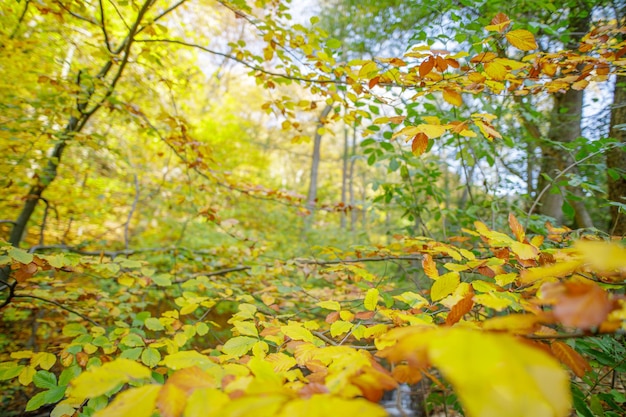 Natura maestosa. Foglie autunnali colorate, caduta idilliaca dorata lascia sfondo prato al sole