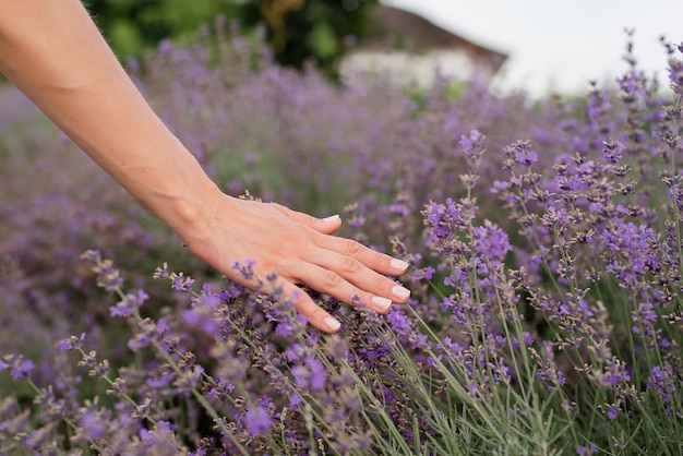 Natura. Mano di donna che tocca i fiori di lavanda sul campo di lavanda