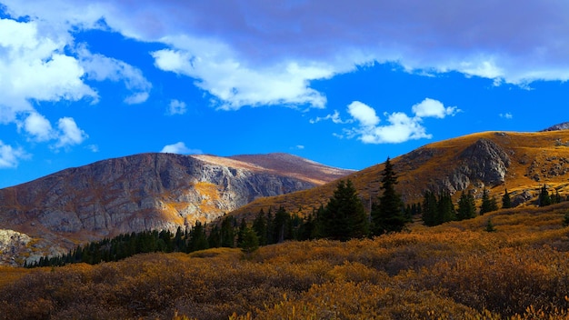 Natura meravigliosa. Paesaggio autunnale. Montagne, alberi e cespugli gialli.