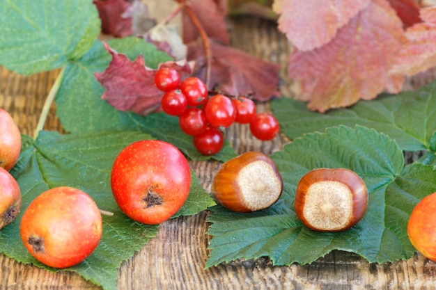 Natura morta autunnale con frutti di biancospino, nocciole, ramo di viburno, foglie verdi e rosse su tavole di legno