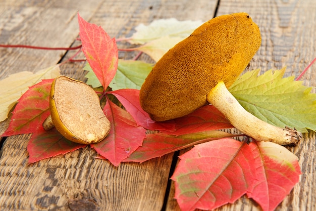 Natura morta autunnale con funghi, foglie verdi e rosse su tavole di legno