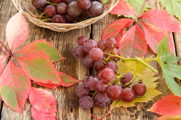 Natura morta autunnale con uva e cesto di vimini, foglie verdi, gialle e rosse su tavole di legno