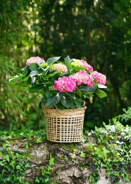 Natura morta con fiori di ortensia verde rosa in fiore in un cesto di vimini nel giardino del cottage