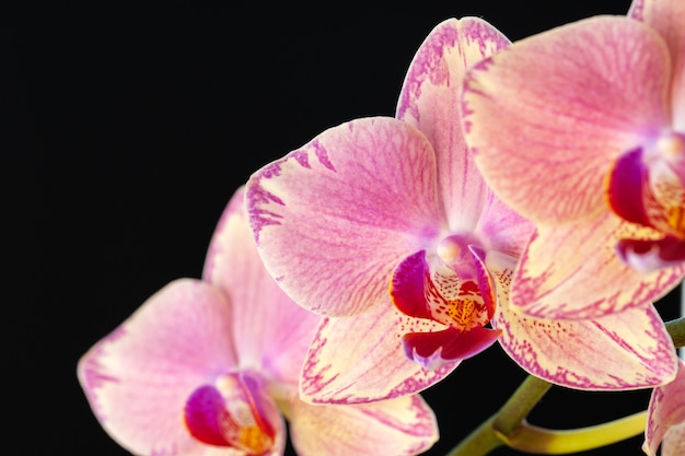 Natura morta con i bei fiori dell'orchidea sulla fine nera del fondo su