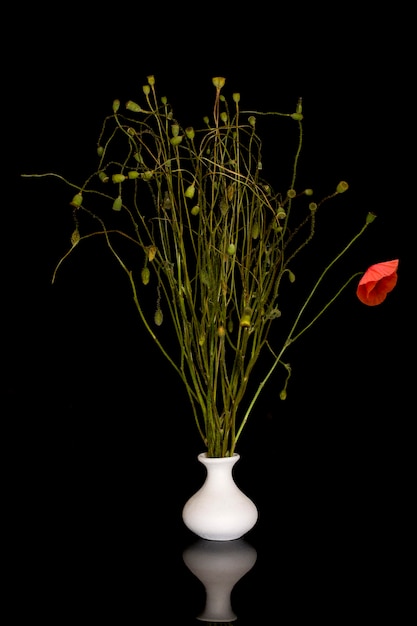 Natura morta con teste di papavero in un vaso bianco su sfondo nero
