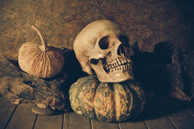 Natura morta Cranio e zucca sul legno.