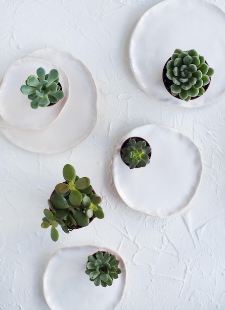 Natura morta minimalista con piatti in ceramica e piante grasse verdi