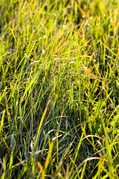 Natura naturale con erba verde, close-up di vere piante vive sul terreno in un prato