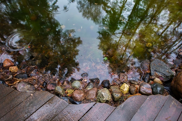 Natura naturale Sfondo riflesso di alberi in un lago