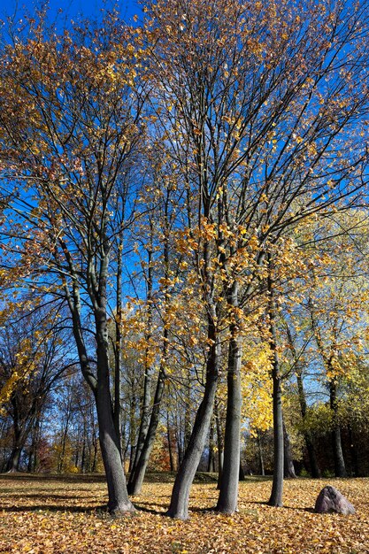 Natura nella stagione autunnale, alberi e natura nell'autunno dell'anno, vegetazione e alberi ingialliti