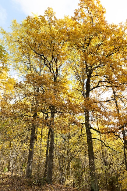 Natura nella stagione autunnale