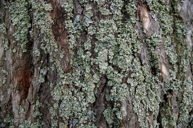 natura nella stagione autunnale