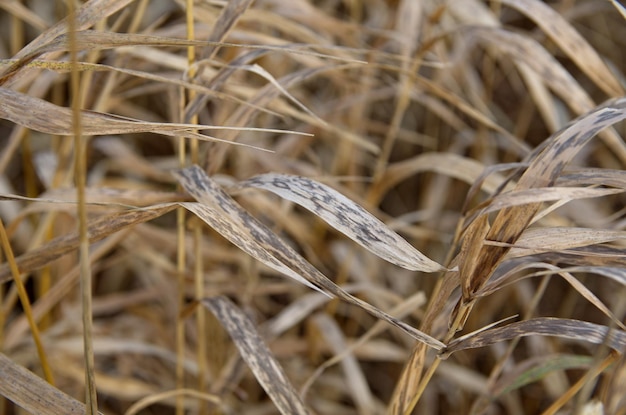 natura nella stagione autunnale