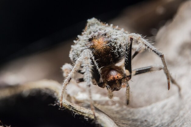 natura nera selvaggia che salta bellissimi ragni