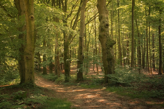 Natura olandese ad Amsterdam, Paesi Bassi