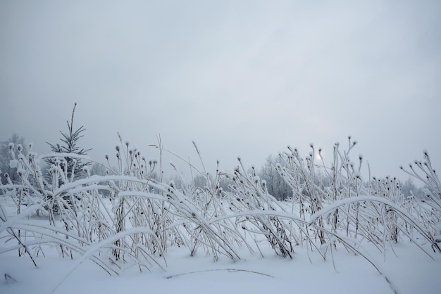 natura paesaggio foresta invernale ghiacciato