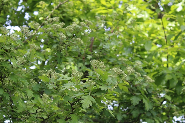 Natura Primavera Verde Natura