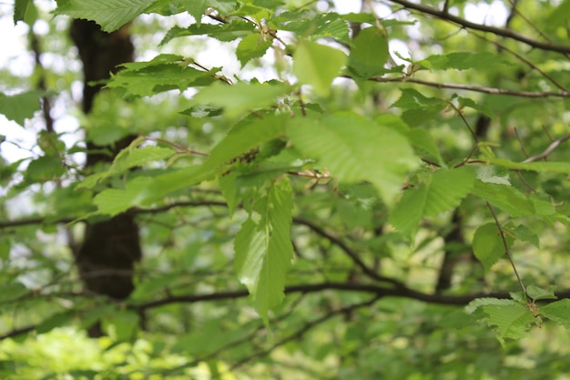 Natura Primavera Verde Natura