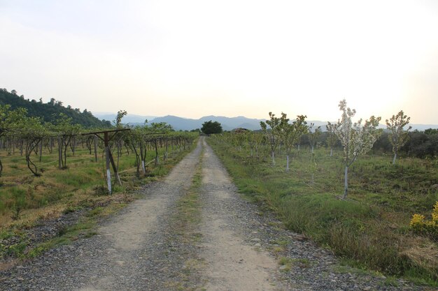 Natura Primavera Verde Natura