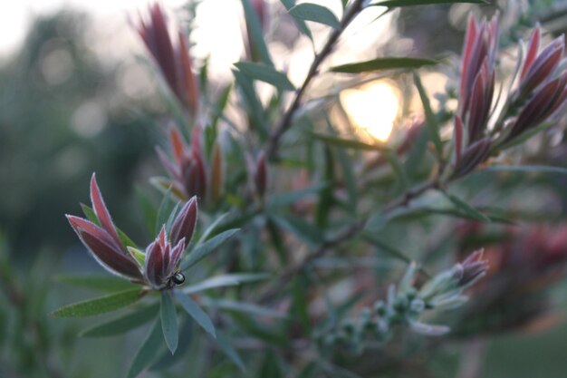 Natura Primavera Verde Natura