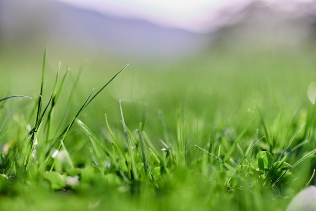 Natura primaverile con giovane erba verde in primo piano