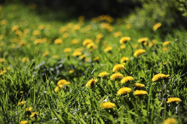 Natura primaverile. Foglie e cespugli con le prime foglie verdi nel parco in primavera. Foglie verdi sui rami in primavera.