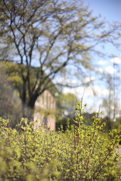 Natura primaverile. Foglie e cespugli con le prime foglie verdi nel parco in primavera. Foglie verdi sui rami in primavera.