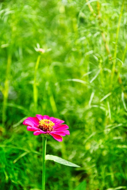 Natura rosa del fondo del fiore selvaggio