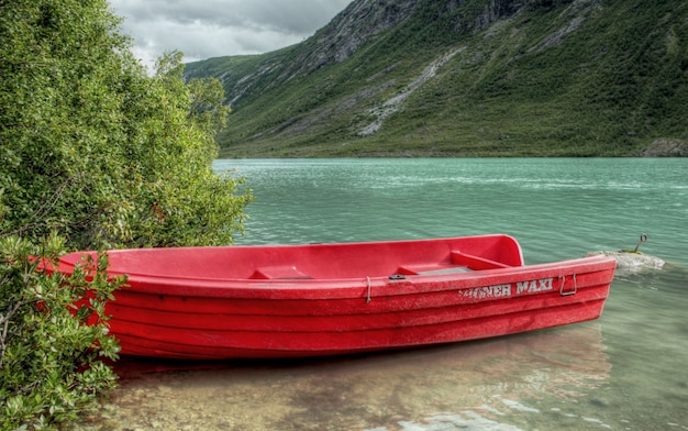 Natura ruvida nel paesaggio norvegese