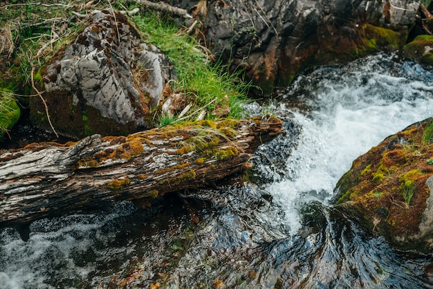 Natura scenica con il bello tronco di albero caduto muscoso fra i grandi massi con i muschi in chiara acqua sorgiva del primo piano dell'insenatura della montagna. Sfondo naturale con acqua trasparente nel piccolo fiume.