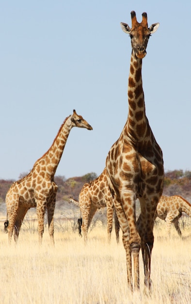 Natura selvaggia della Namibia, parco Etosha, stagione secca