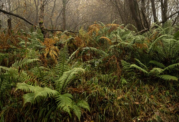 Natura selvaggia nella foresta