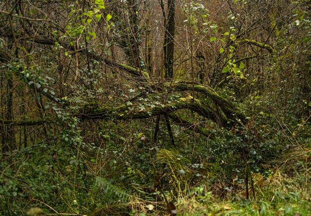 Natura selvaggia nella foresta