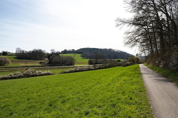 Natura sempreverde con una scena di sfondo estiva