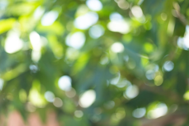 Natura sfocatura foglia verde bokeh sfondo primavera e autunno parco sfondo