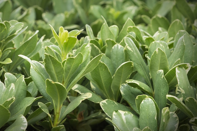 Natura sfondo astratto. Trama di foglie verdi.