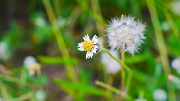 natura sfondo erba fiori con vista macro