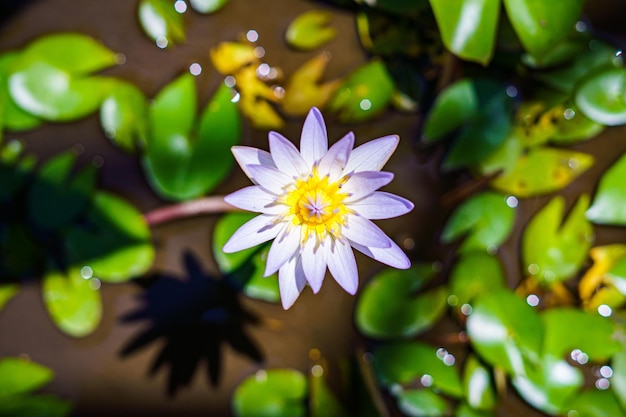 natura sfondo fioritura fiore di loto ninfea pianta