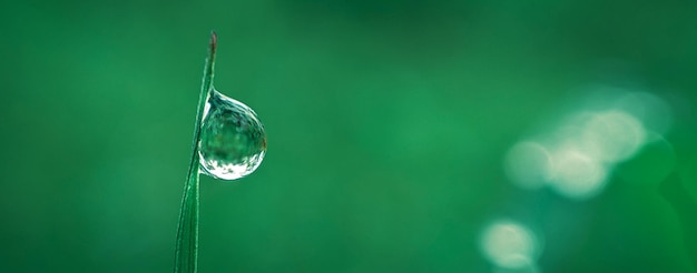 natura sfondo verde di rugiada sull'erba