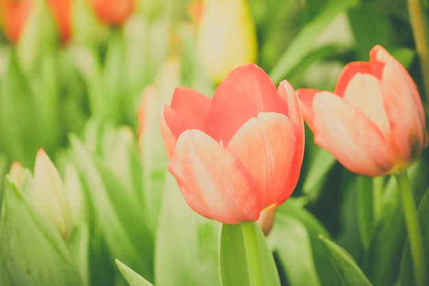 Natura variopinta del prato dei tulipani in primavera, fondo del fiore del tulipano