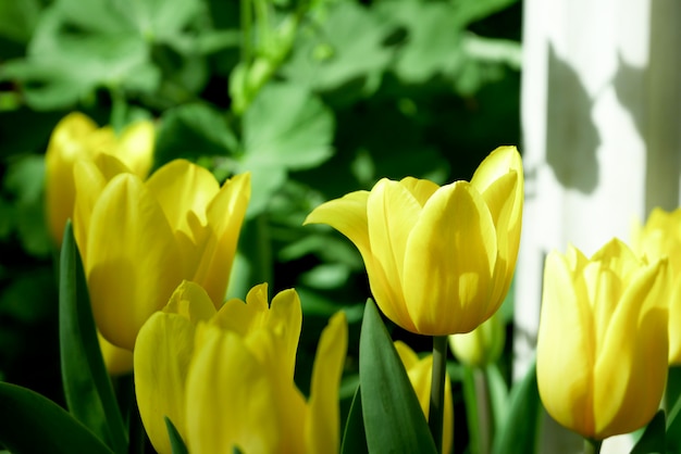 Natura variopinta del prato dei tulipani in primavera, fondo del fiore del tulipano