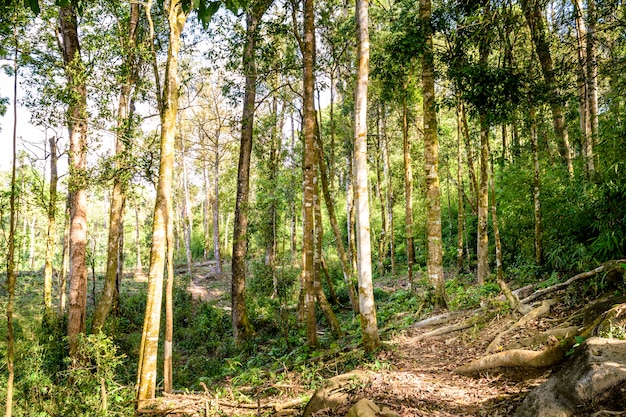 Natura verde foresta pluviale