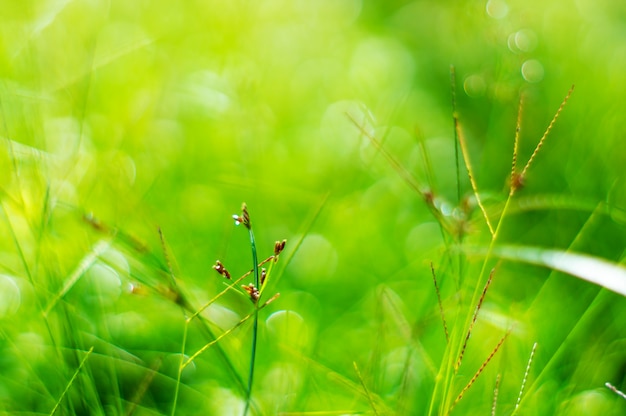 Natura verde leggera astratta del bokeh da erba verde