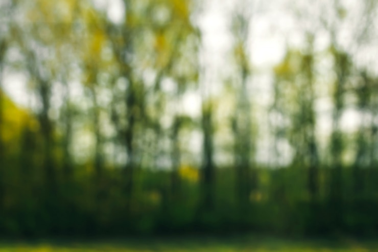 Foto natura verde nel lato, foresta