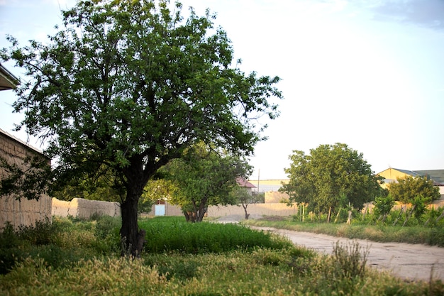 Natura verde nel villaggio