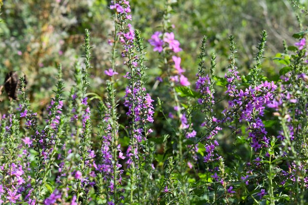 natura verde primo piano fiore viola sfondo natura