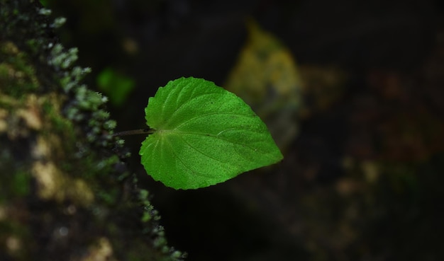 natura verde verde