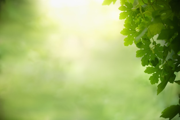 Natura vista foglia verde su sfondo verde sfocato sotto la luce solare.