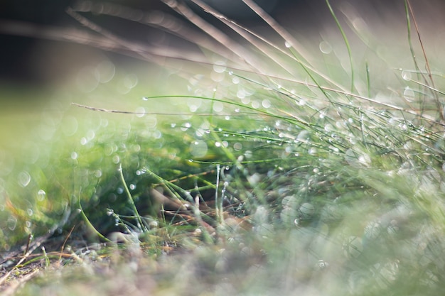 Naturale forte sfondo sfocato di lame di erba verde vicino Prato fresco in una mattina di sole