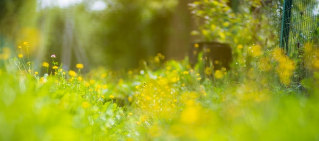 Naturale forte sfondo sfocato di lame di erba verde vicino Prato fresco in una mattina di sole